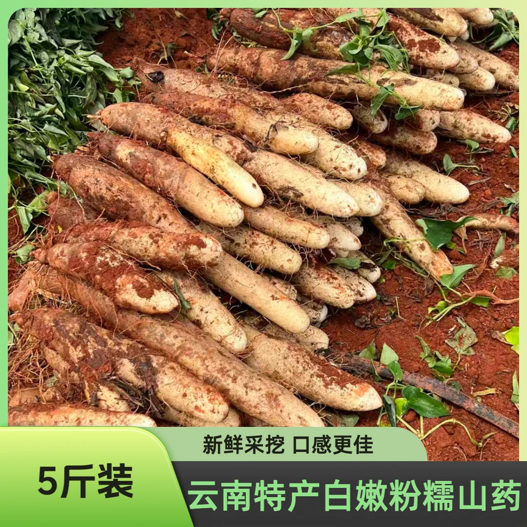 【云南特产】老品种灵芝山药新鲜采挖