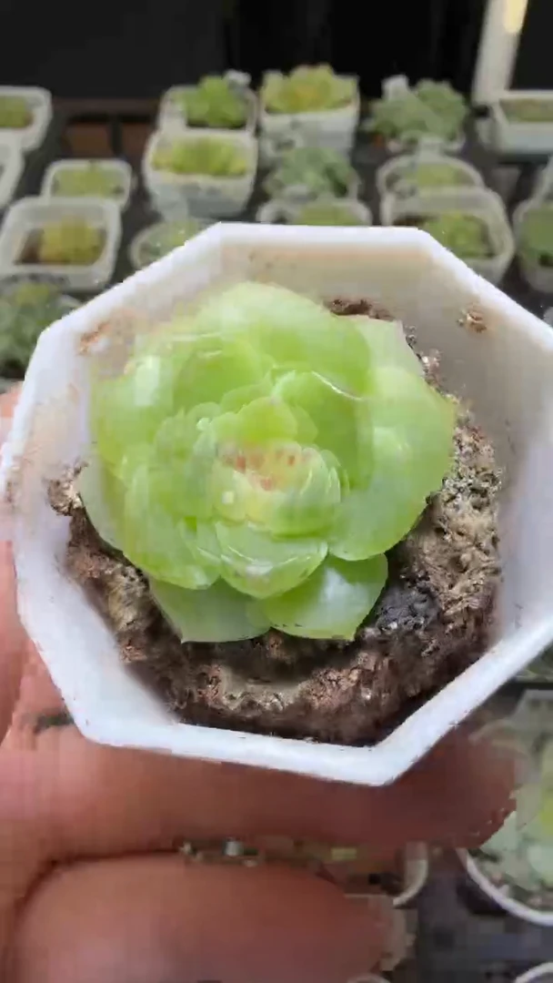 1671  云岚多肉植物