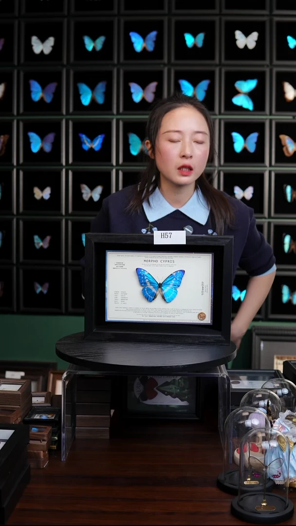 蝴蝶标本摆件竞拍塞浦路斯闪蝶H57