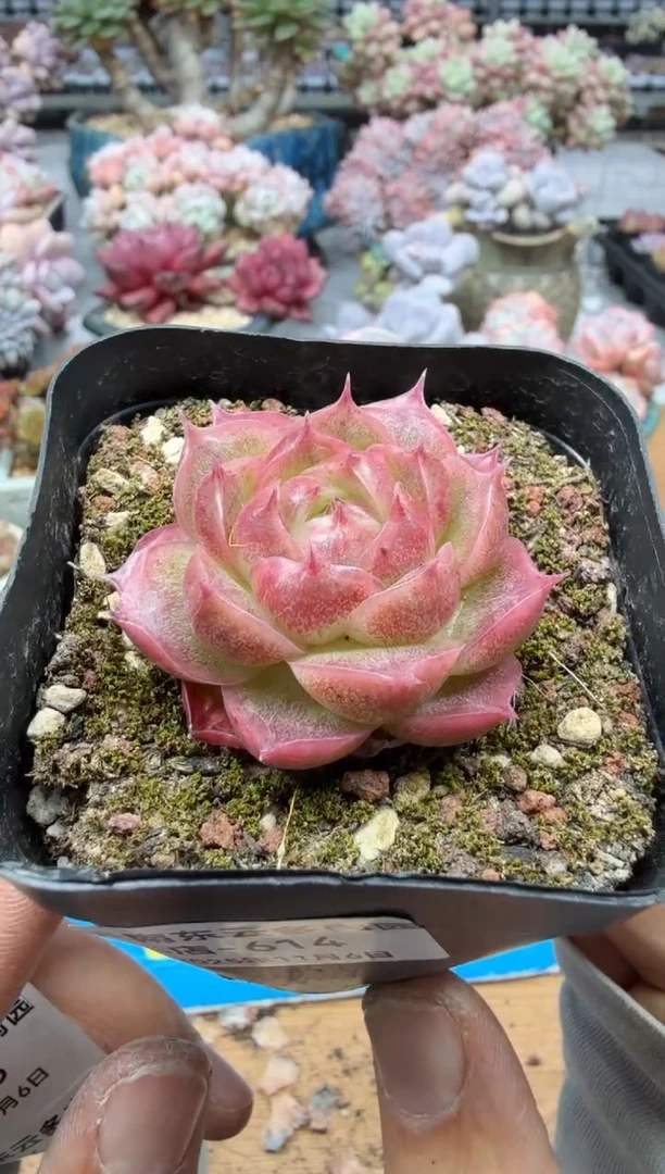 东云多肉园二店-614