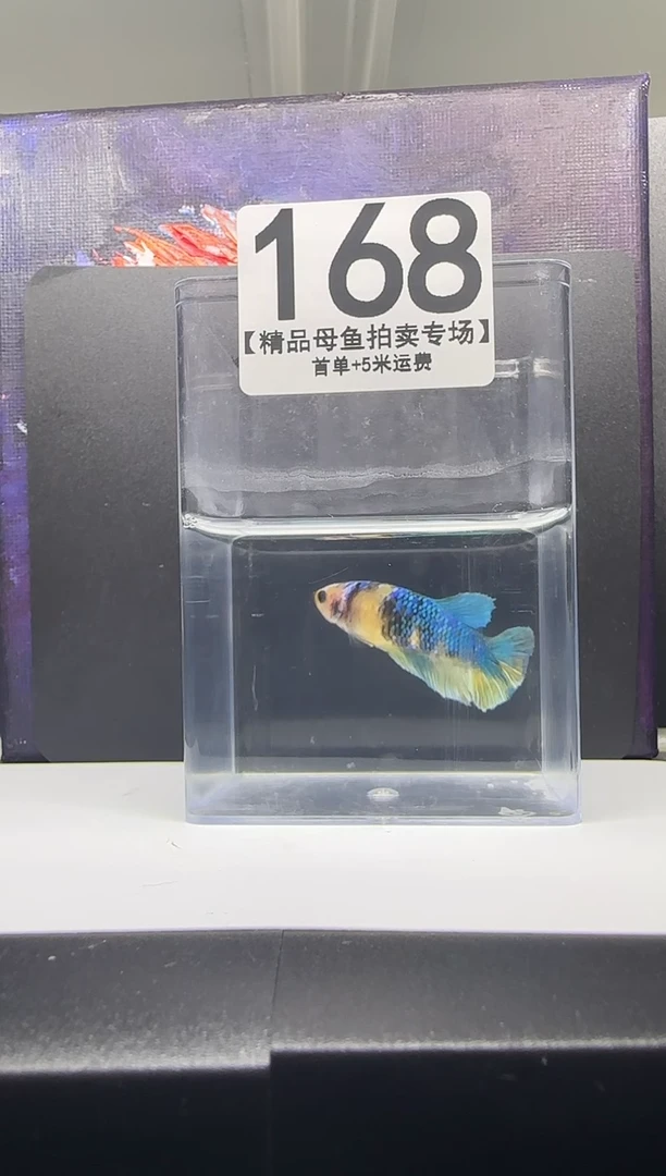 斗鱼母鱼编号：168