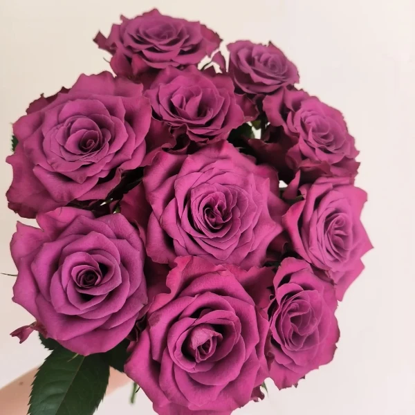 【蓝莓】同一地址任意两单发顺丰/德邦空运+送10包保鲜剂