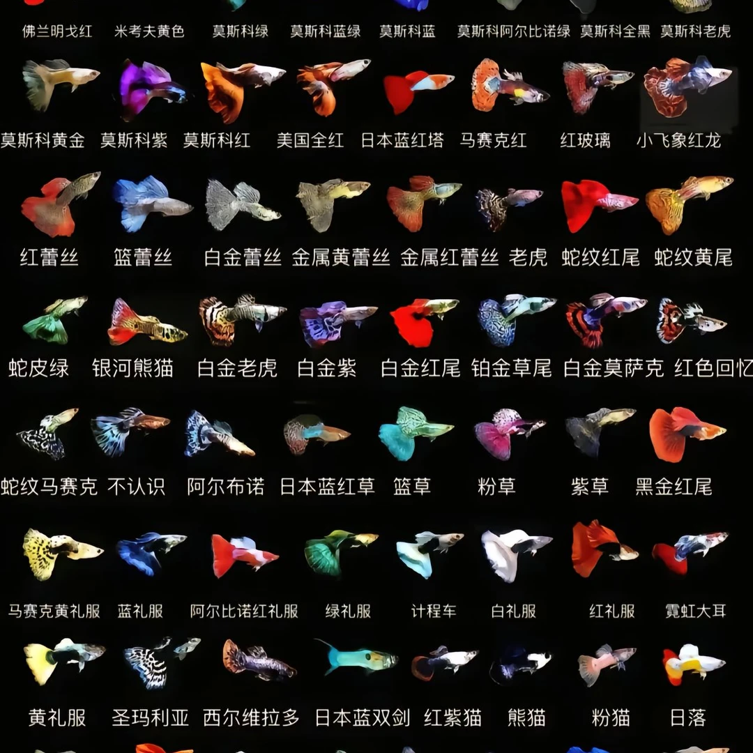 直播专用链接签收后4小时内需完整开箱视频包损，拆袋或入缸即结束