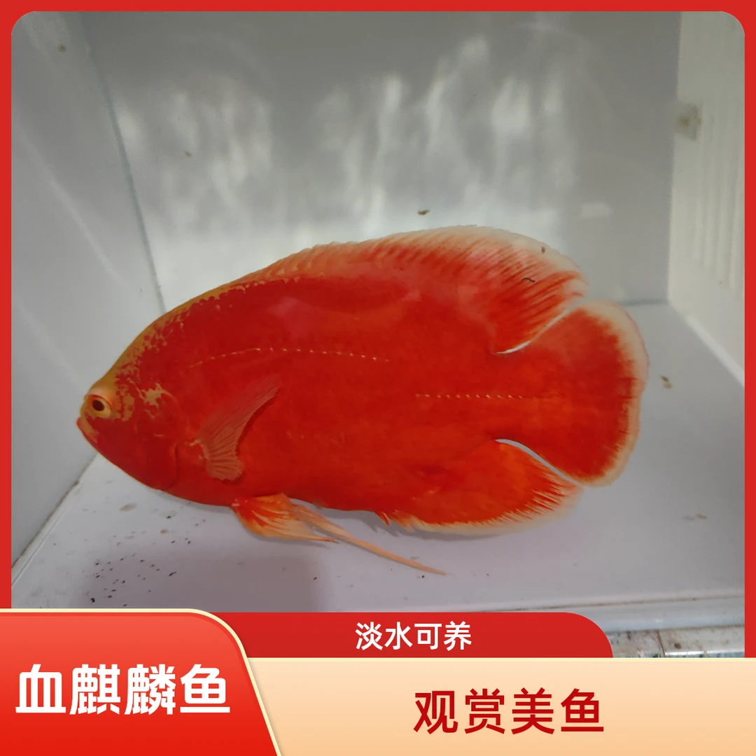 血麒麟超红大号血麒麟热带观赏鱼