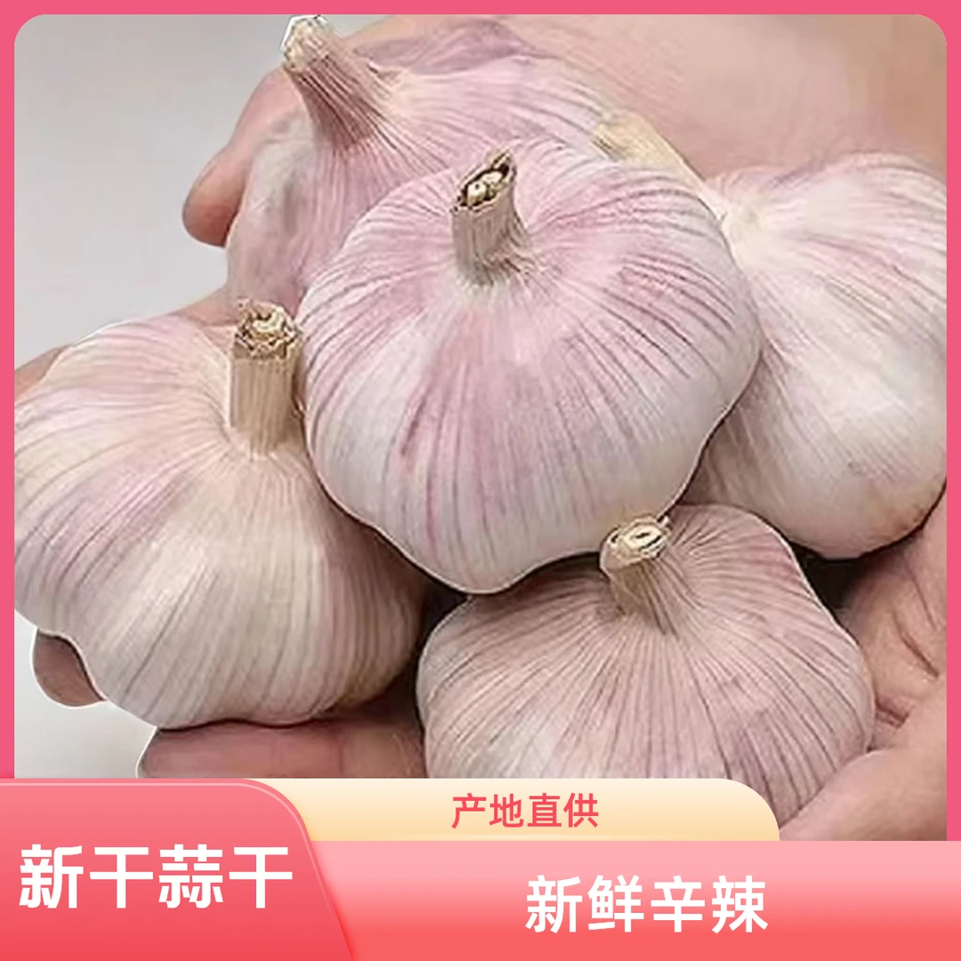 【新店开业】今年新干蒜干大蒜籽农家蒜头新鲜白紫皮大蒜辛辣
