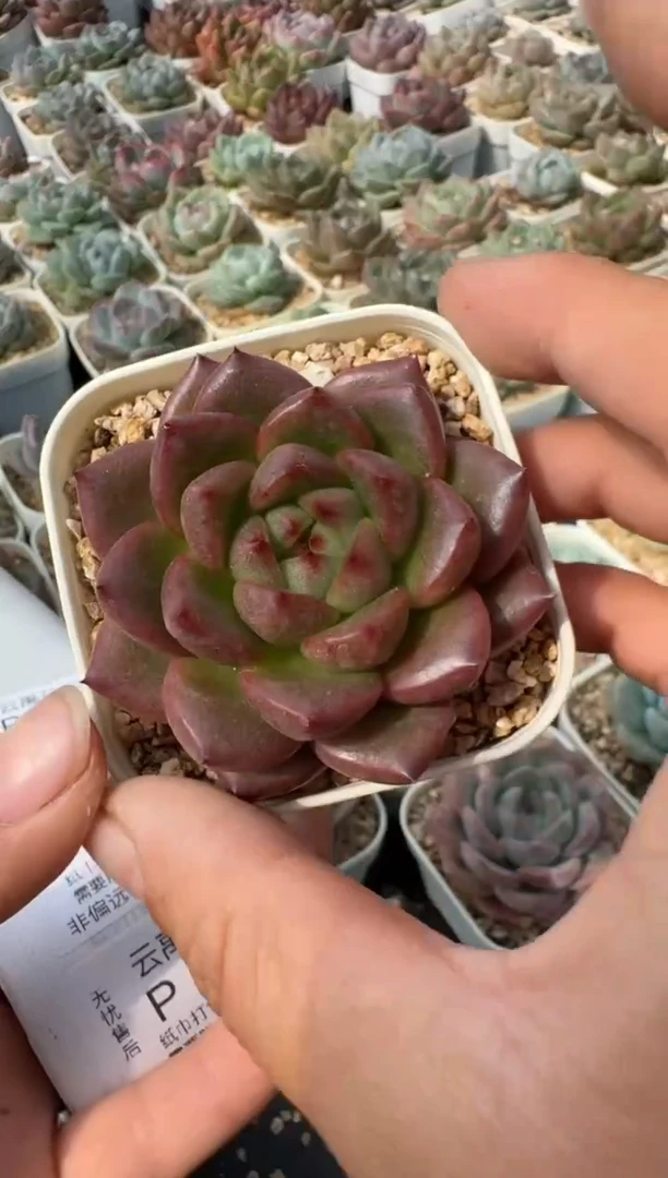 291P当场拍3颗包柚 多肉植物 带盆土纸巾包装