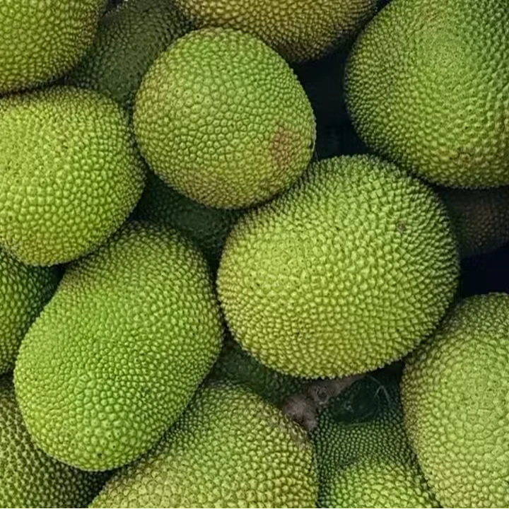 泰8波罗红心菠萝蜜红肉菠萝蜜新鲜水果包邮一整个当季水果整箱