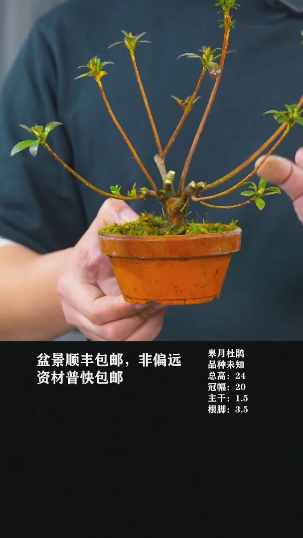 【闪购商品】-杜鹃-Z35
