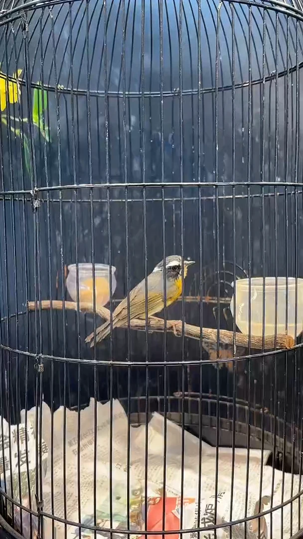 9号  白眉养笼  0元起拍