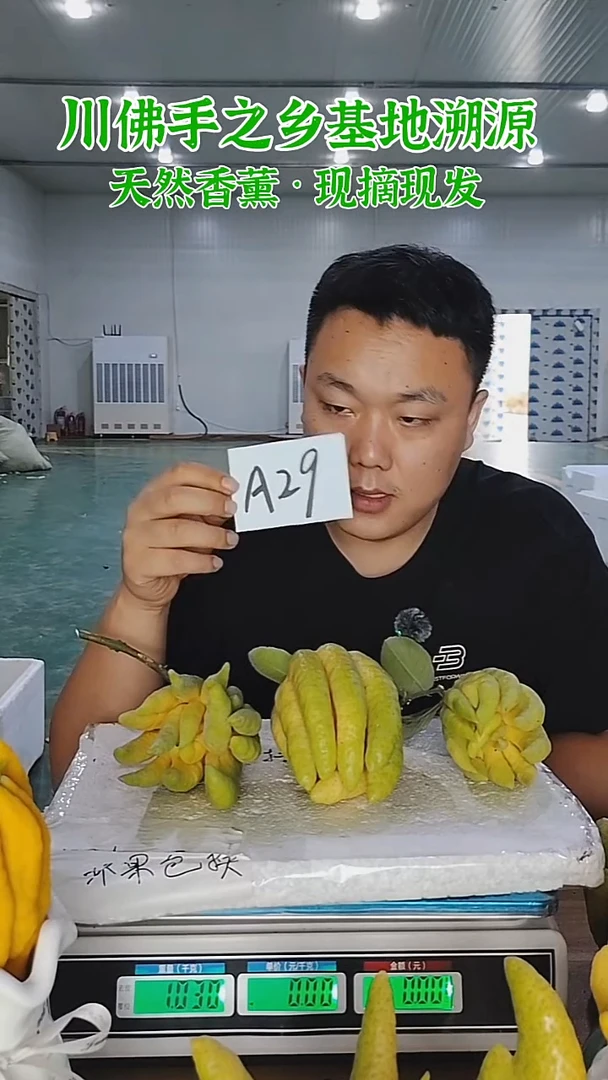 柑橘【一物一拍】川佛手柑鲜果带枝高山佛手柑A29