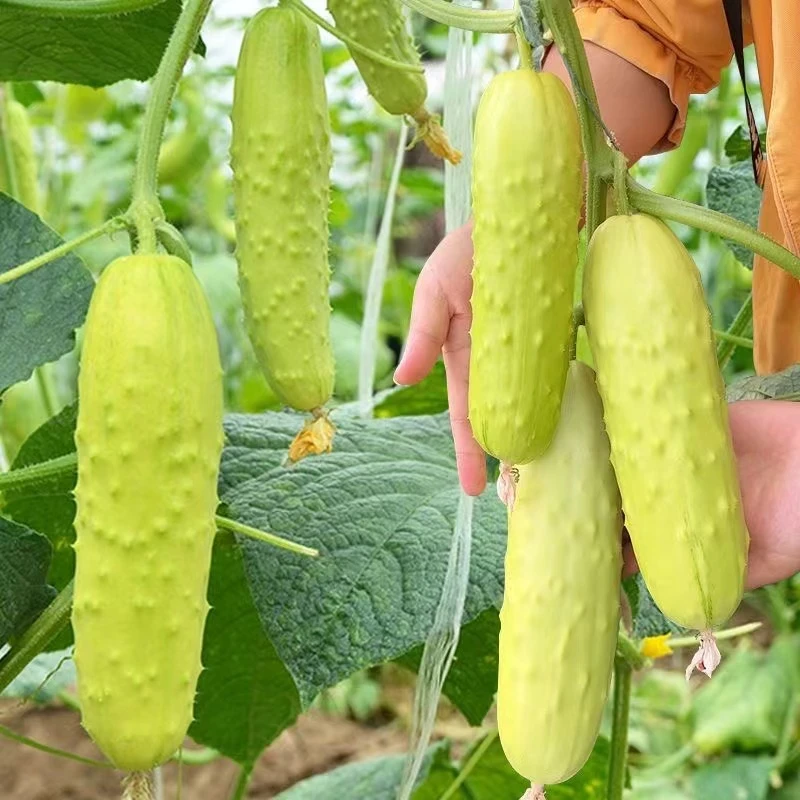 【全店满5元包邮】奶油水果黄瓜种子春夏秋播白玉黄瓜种子多汁四