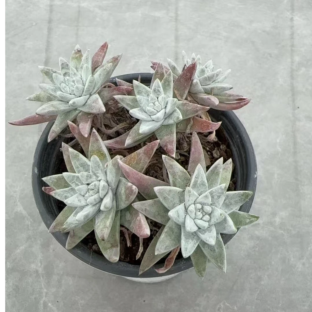 白菊多头带盆 多肉植物两单包邮