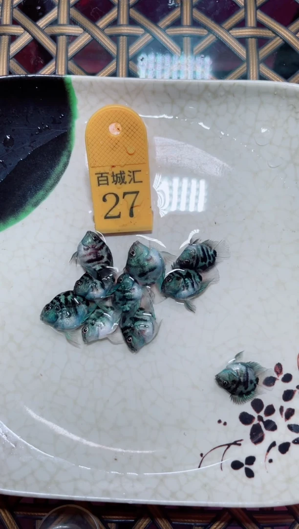 鹦鹉鱼12313131313
