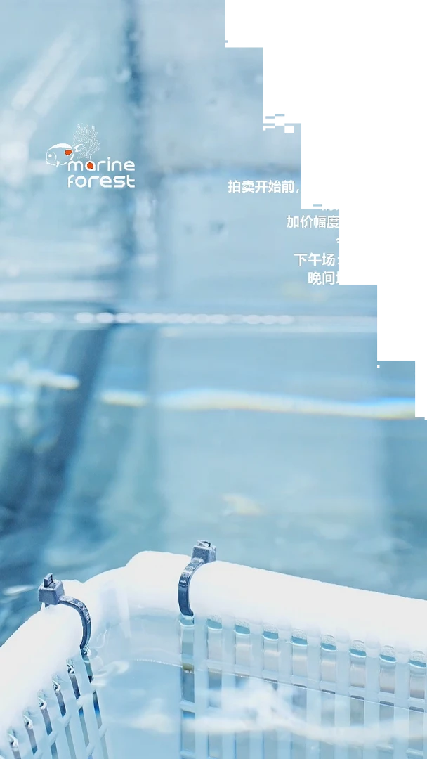 黄尾仙
