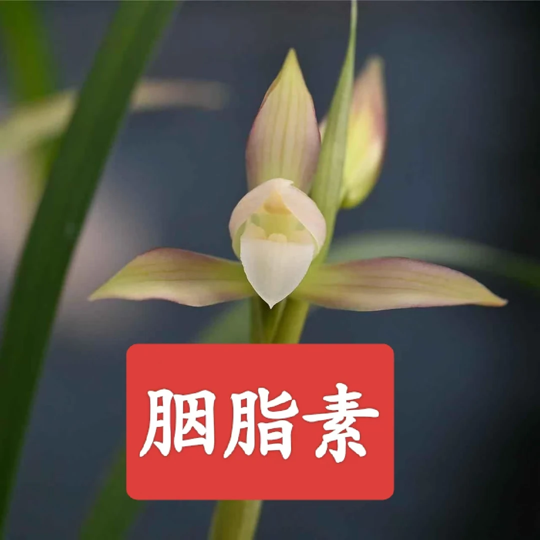 春兰【胭脂素】花期12-3月份