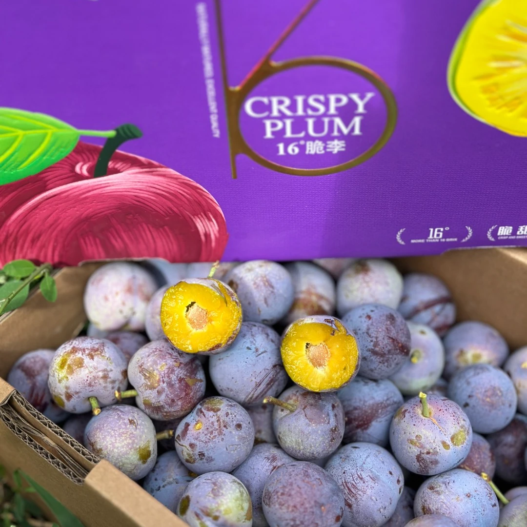 [顺丰快递]桉桉妈汶川脆红李