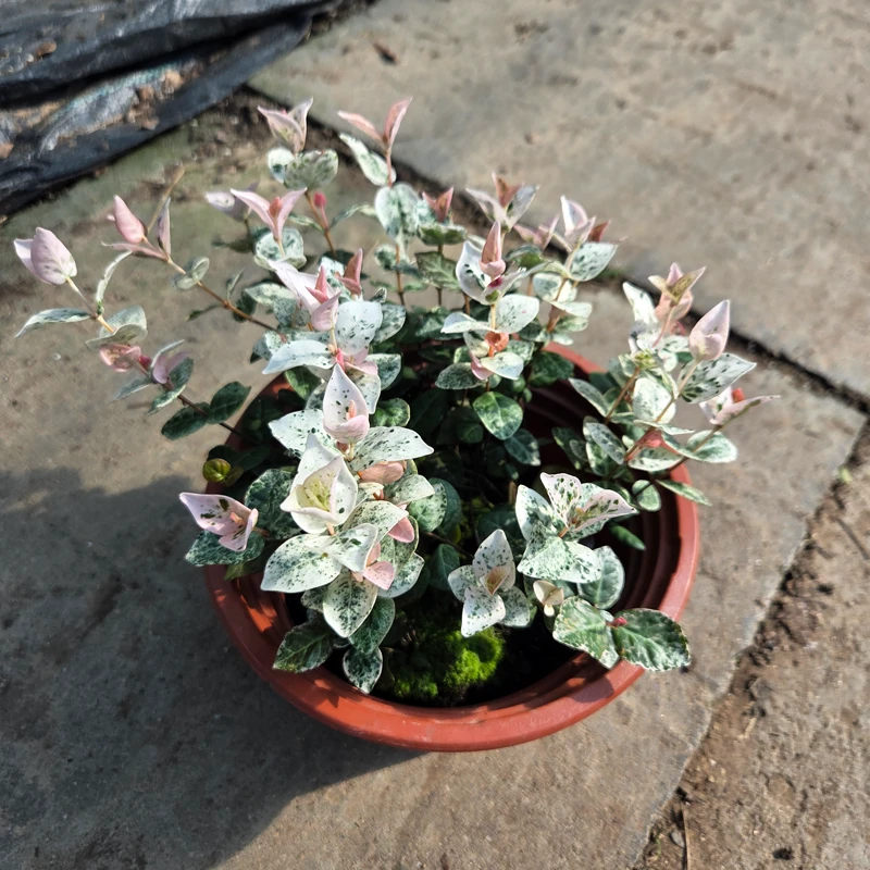 花叶络石盆栽四季五彩花卉耐寒耐热适合阳台室内外种植皮实好养