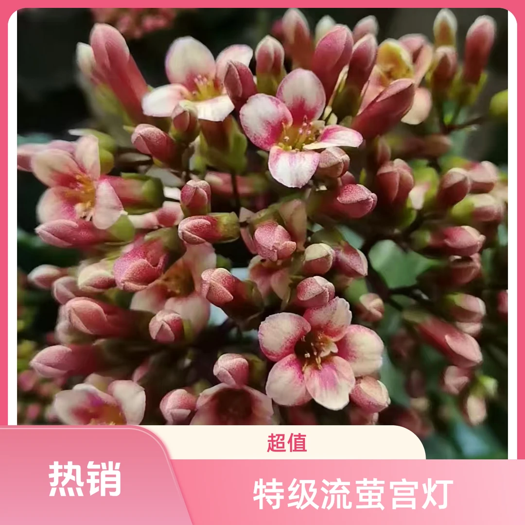 【110】稀有品种流萤宫灯长寿花