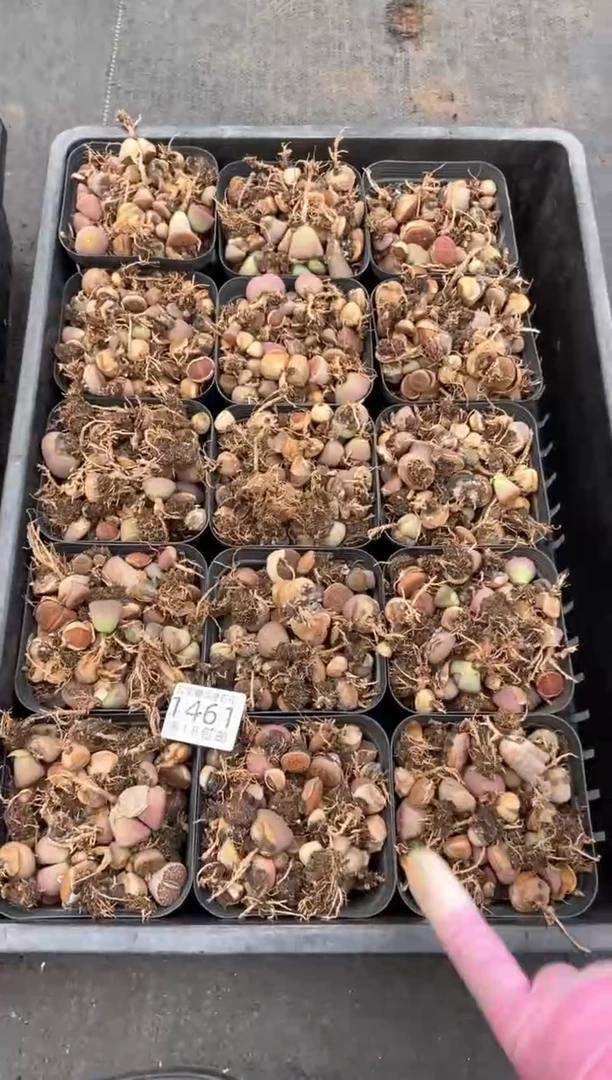 1461特价散装日轮玉有疤瑕疵发1盒量拍