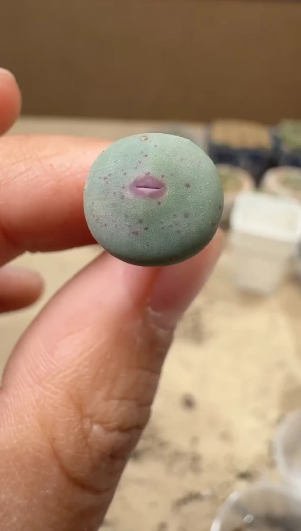 多肉植物肉锥16-181   dows