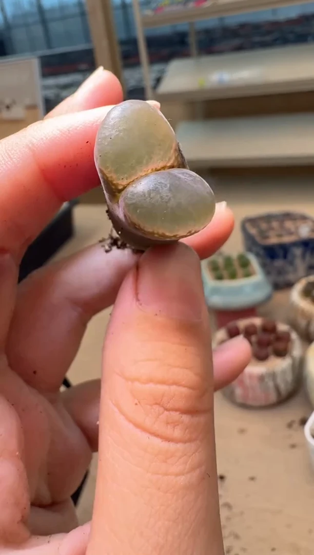 多肉植物肉锥16-218暗黑萝莉