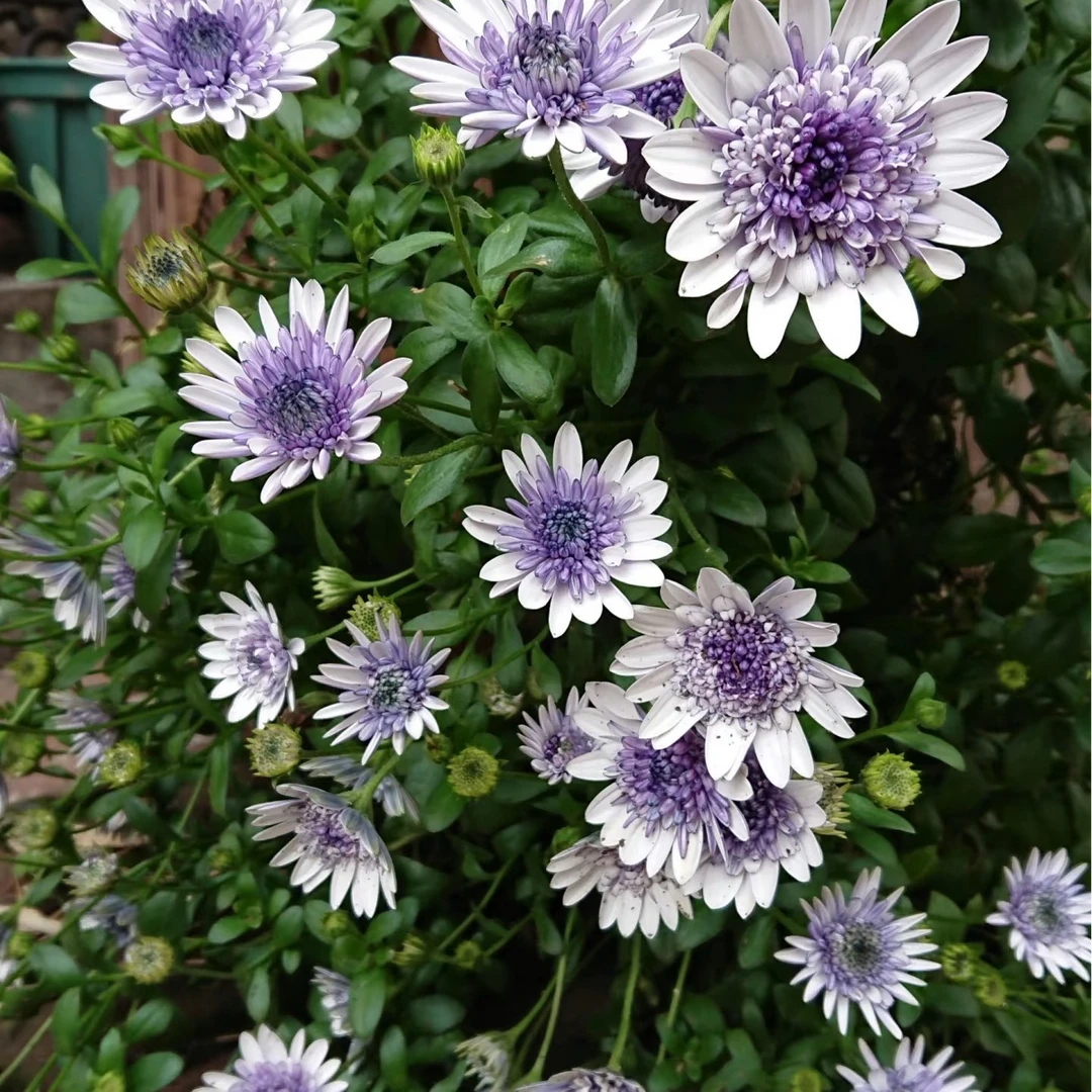 蓝目菊  新手好养易活（蓝莓冰摇）