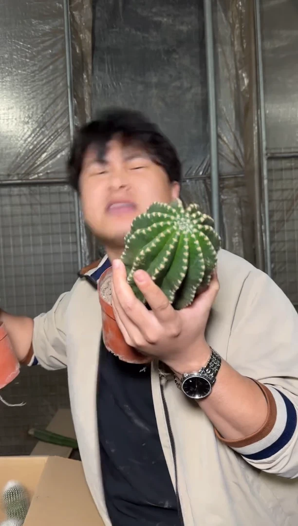 2颗 大号 短豪刺 金刚【带根】