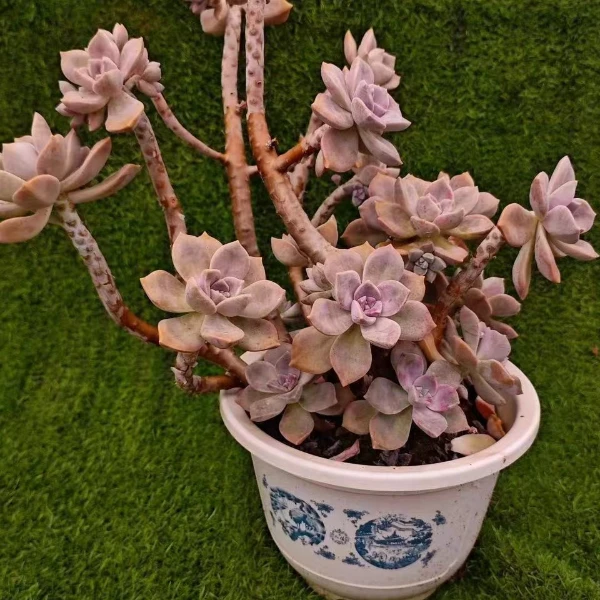 阿伦培  精品多肉新手必拍好看好养 云南昆明发货