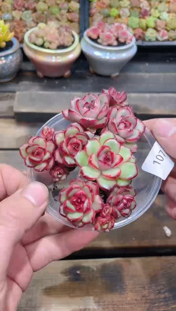 107万宝龙3群   量拍