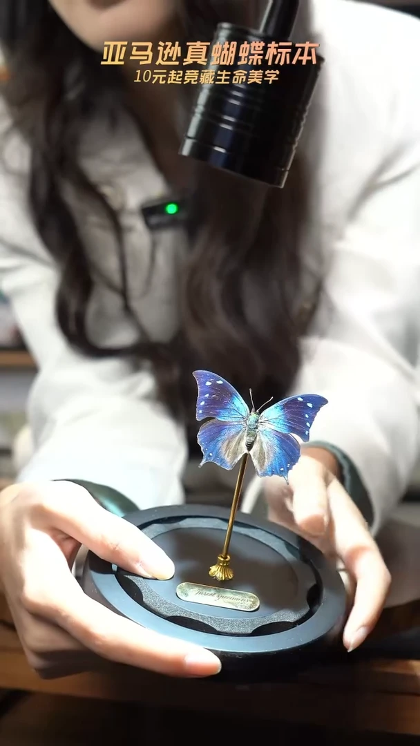 蝴蝶标本摆件竞拍c147