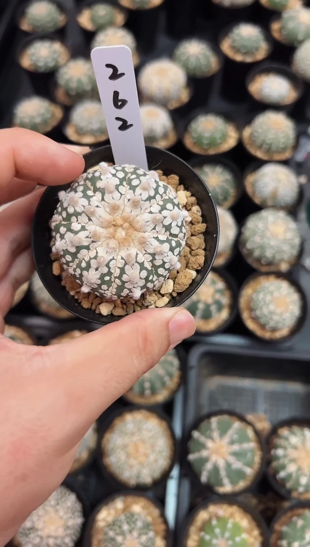 实生根星兜仙人球,编码262