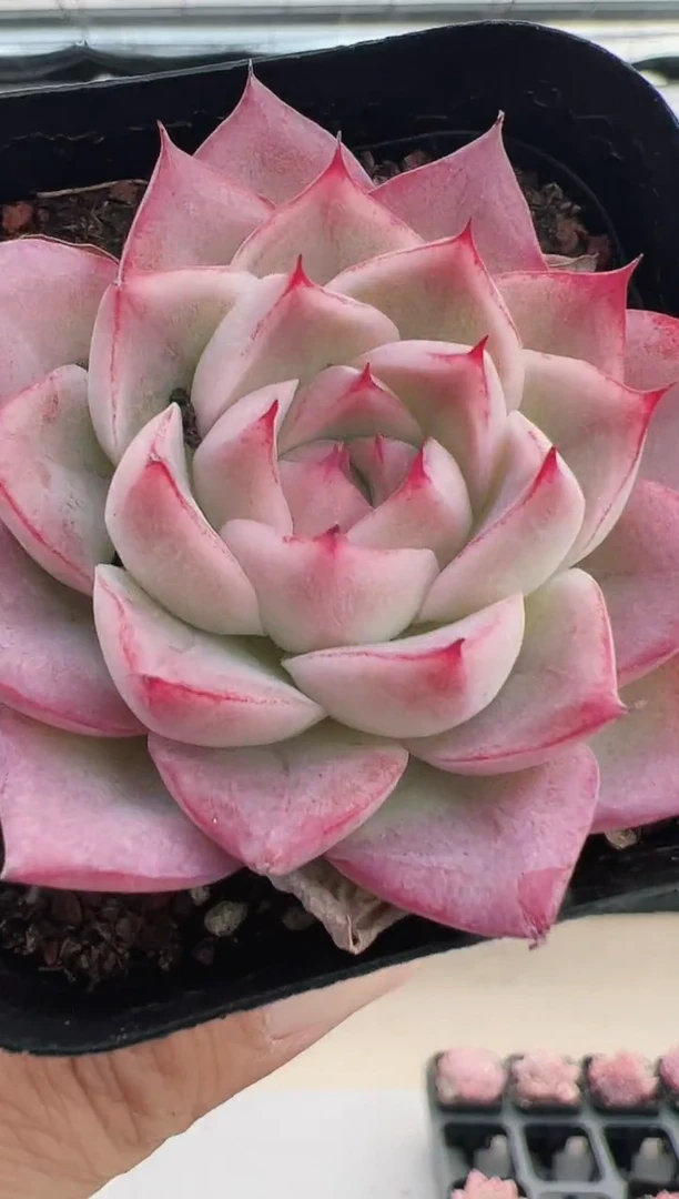 【闪购商品】粉黛-1