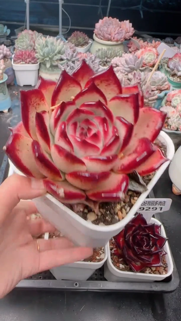 【闪购商品】9294.