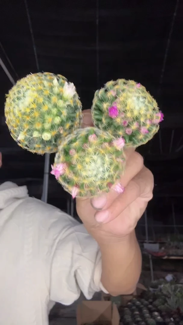 实生明星三颗三色9.99