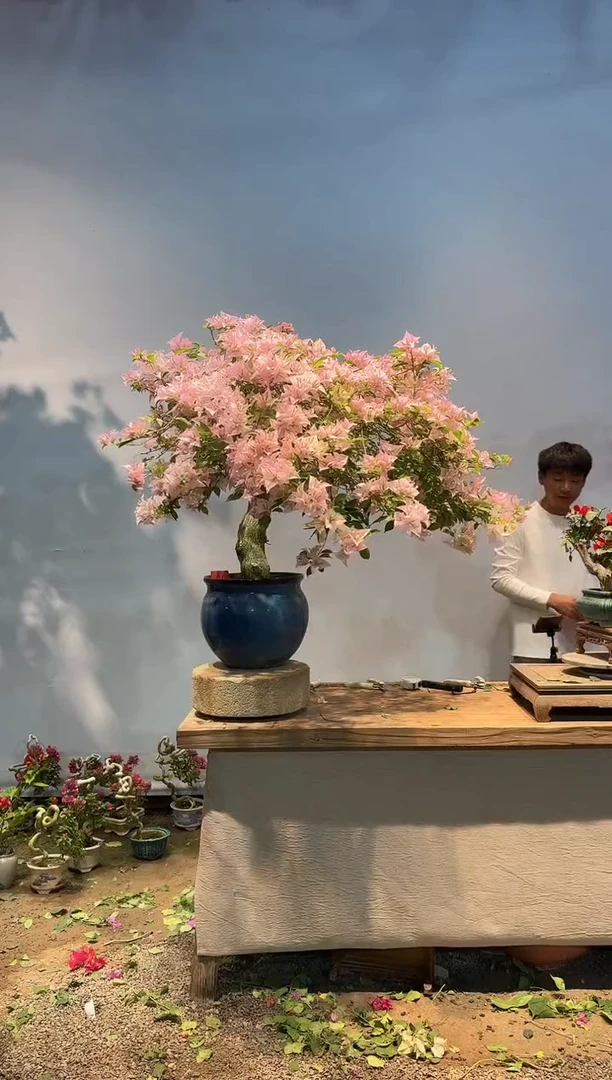 全部花朵盘***姐三角梅39