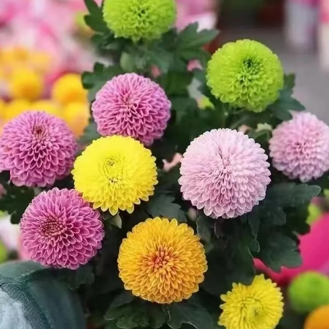 （多色乒乓菊） 庭院室内多季节重复开花耐热耐寒菊花盆栽星花怒放