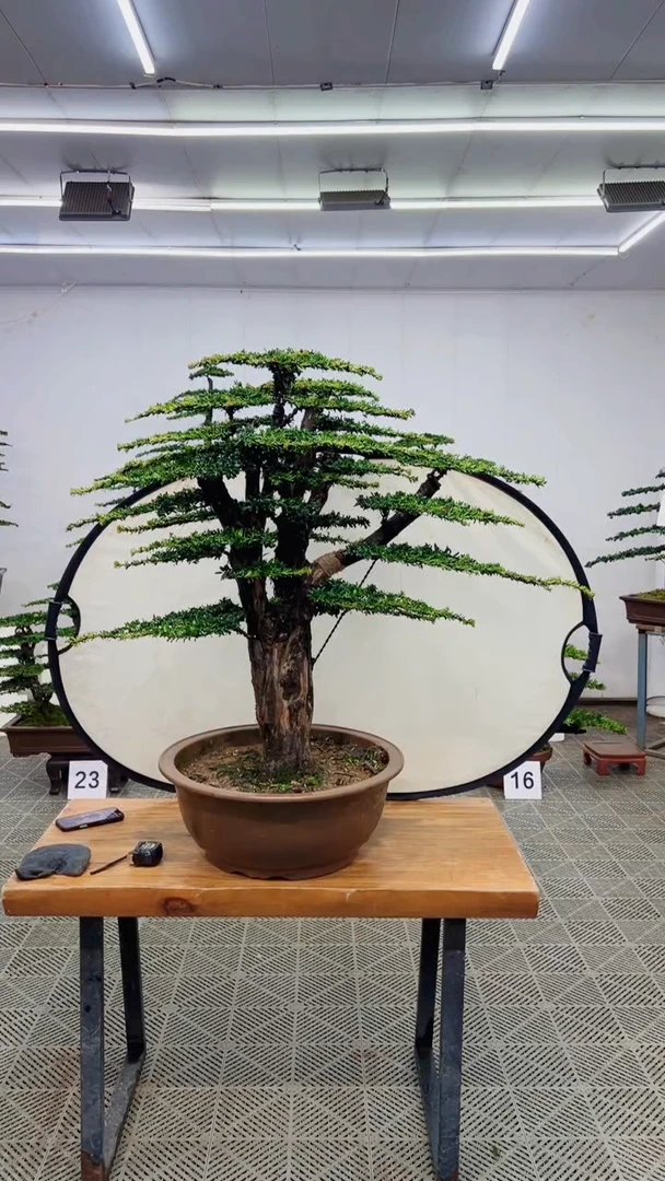 无花朵造型盆景一物一拍