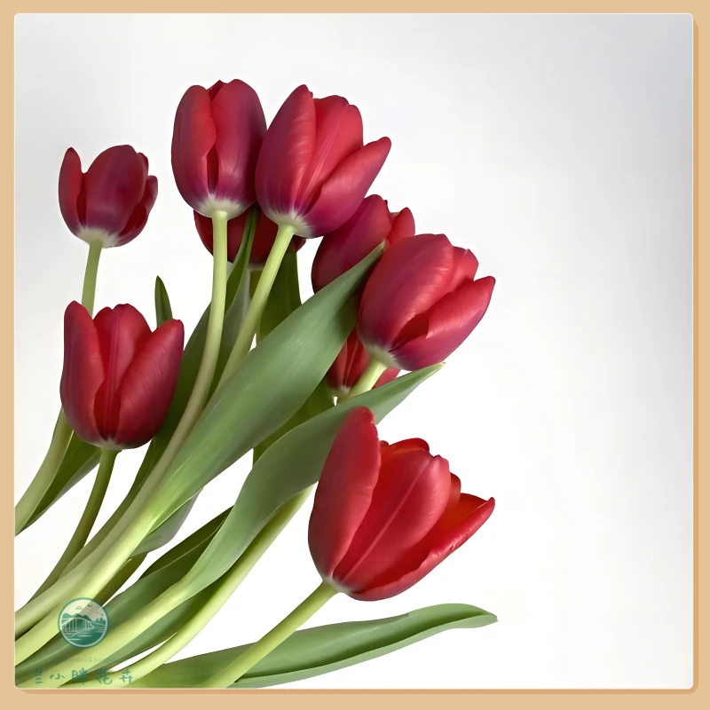 【甘肃自产】精选郁金香-法国之光10枝装 季节限定花材 顺丰包邮