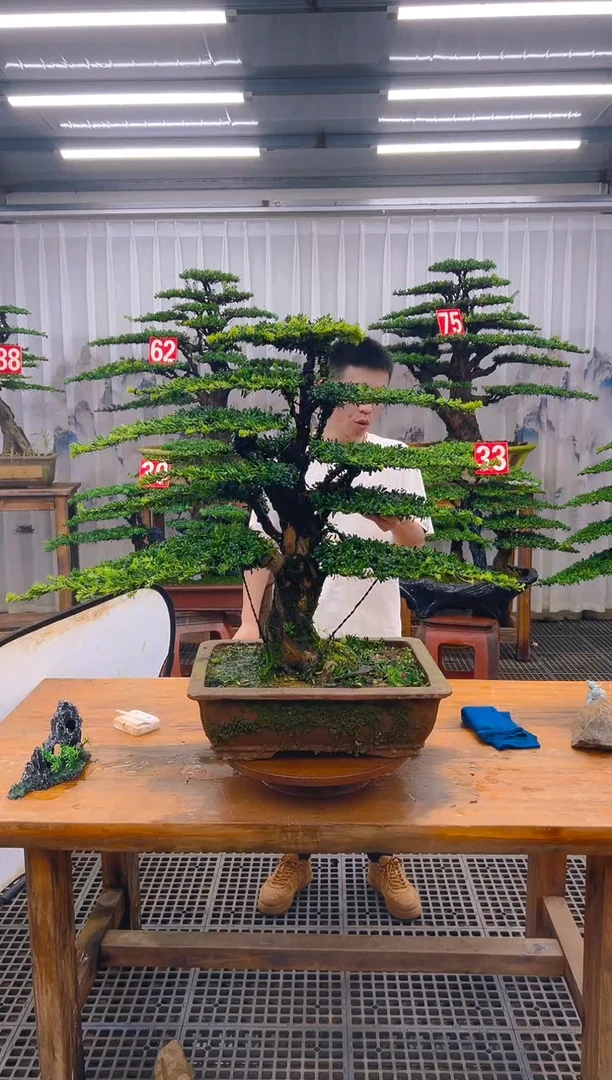 无花朵渉*精品盆景直播间一物一拍