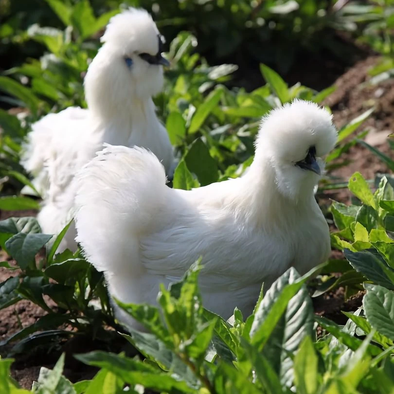 四只农家散养白凤乌鸡 四只总净重4.65公斤以上 京东包邮只发新疆