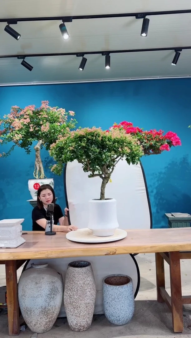 全部花朵卡亚塔三角梅