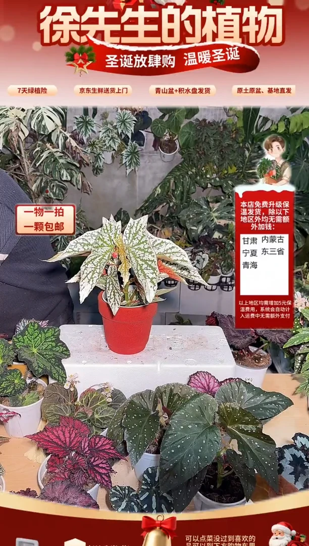 完全开放猫耳朵秋海棠