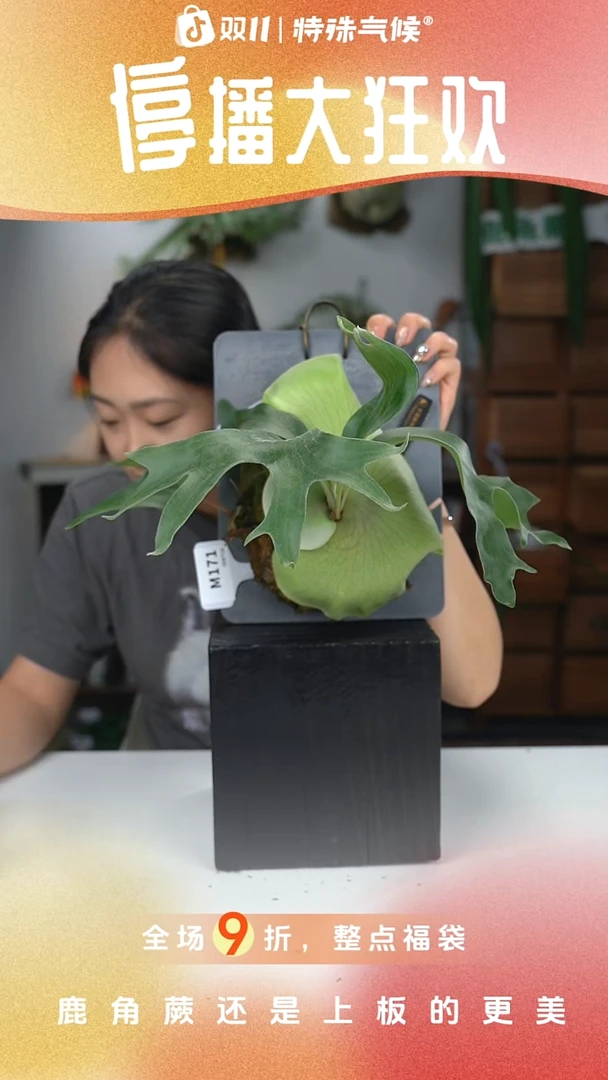 不开花植物M171-龙猫侧芽