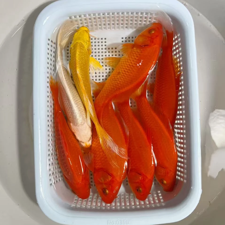 【短尾红草金5条】10-12公分冷水观赏鱼锦鲤鹦鹉好养耐活