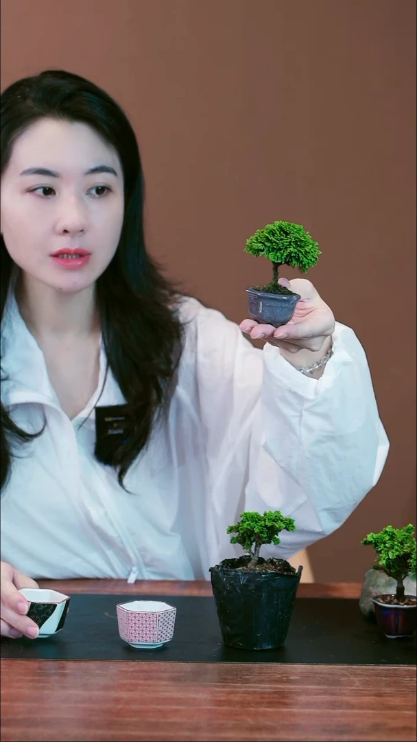 无花朵✨***?C年杉桧盆景盆景盆景