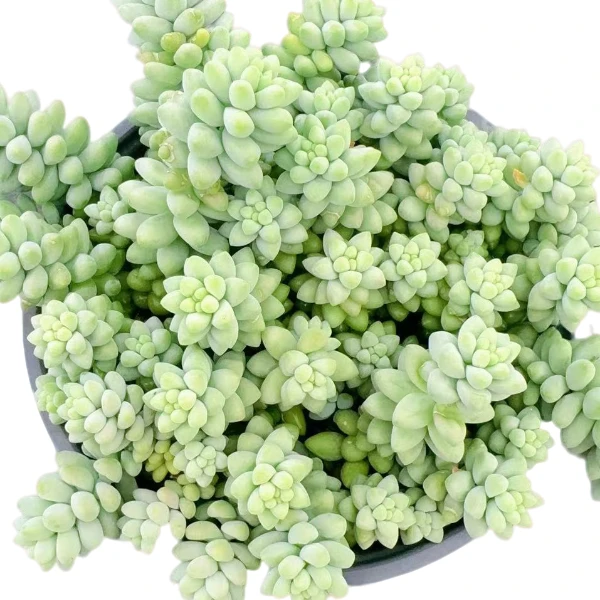 玉坠  好看好养 多肉植物 云南昆明发货