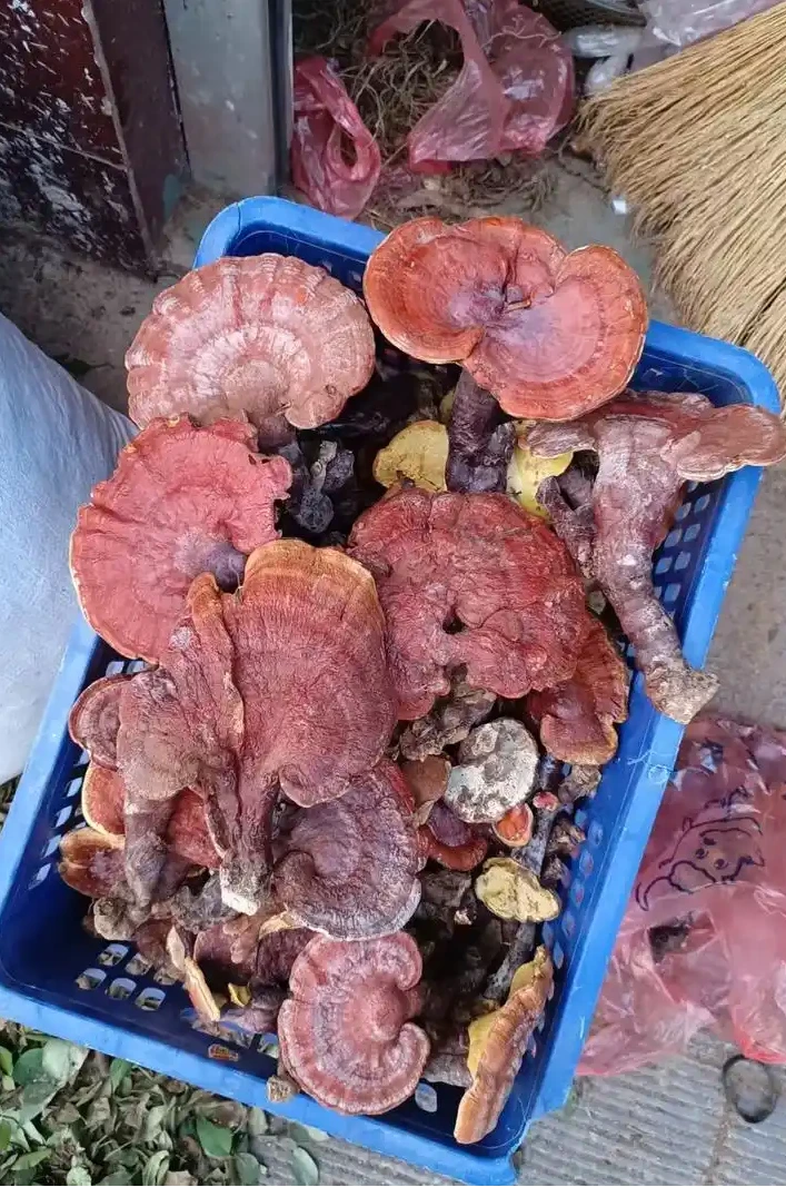 云南边境土特产现货现发