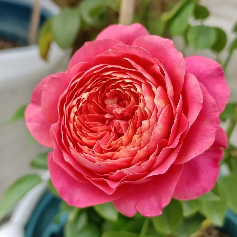 【大花美人】原盆原土带花苞发货云南基地直发露天种植小苗