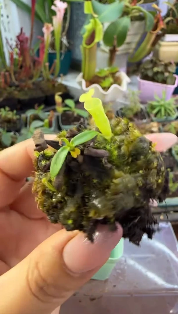 完全开放风铃猪笼草