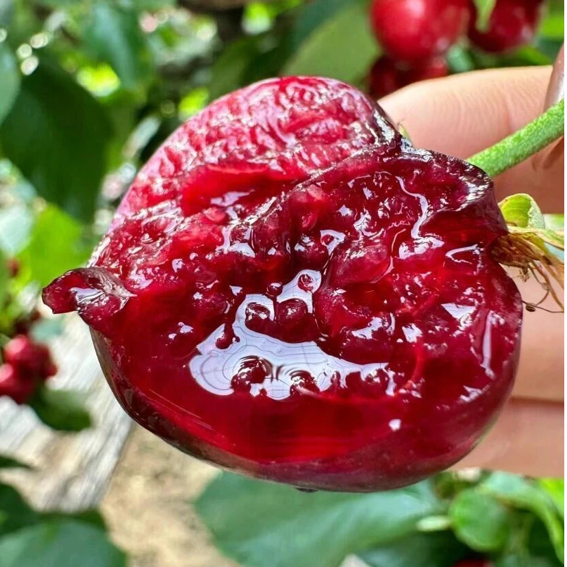 【美早】天水套袋布鲁克斯樱桃冷链空运